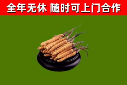 猇亭回收散虫草