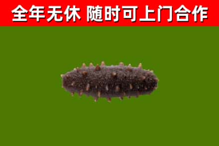 猇亭回收海参干